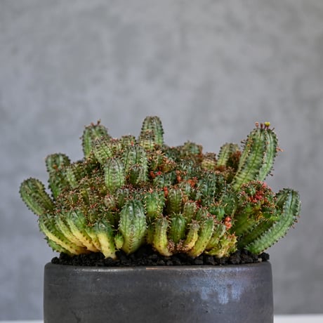 Euphorbia horrida f.monstrosa ' varietas ' / ユーフォルビア ホリダ 石化 (モンストローサ) 変異種 紅葉【実生】+ 信楽焼