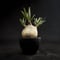 Pachypodium rosulatum var. gracilius / パキポディウム グラキリス 【微発根】
