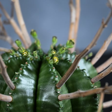 Euphorbia meloformis spp. Super Valida / ユーフォルビア スーパーバリダ 【雄株】【高木実生】 + 信楽焼