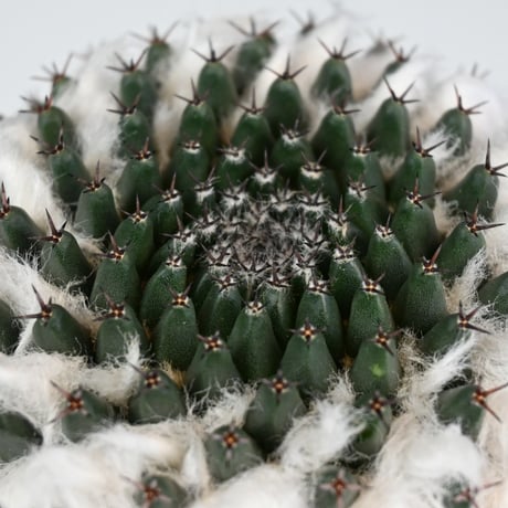 Mammillaria sempervivi v. caput-medusae  / マミラリア 景清 【自根】