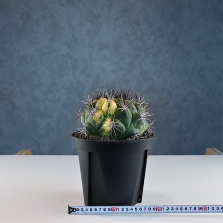 Gymnocalycium saglione variegated / ギムノカリキウム 新天地 錦 【実生】