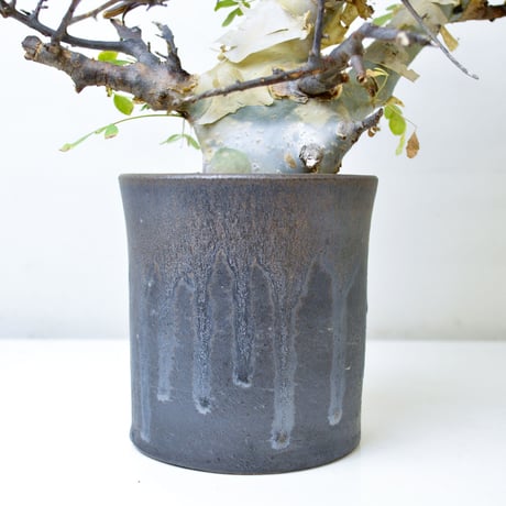 【PL】Commiphora kataf ver. turkanensis / コミフォラ カタフ ターカネンシス + 信楽焼 (微発根)