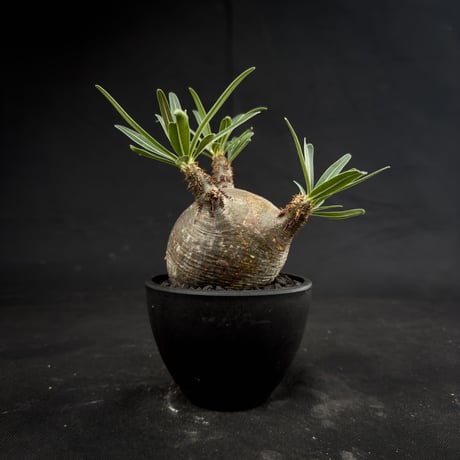 Pachypodium rosulatum var. gracilius / パキポディウム グラキリス 【微発根】