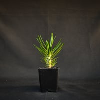 Pachypodium ambongense / パキポディウム アンボンゲンセ 【実生】