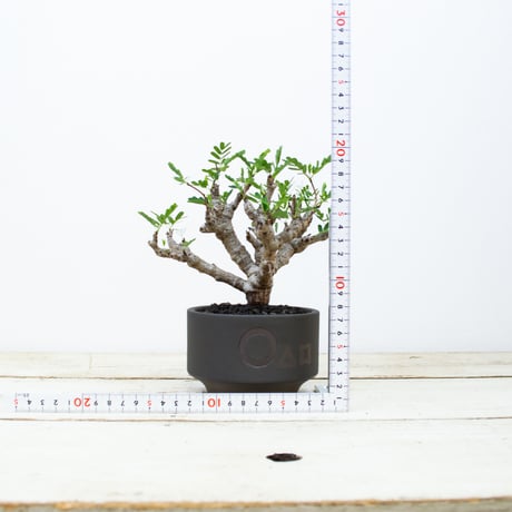 【QUTOTEN. コラボ商品】Senna meridionalis / センナ メリディオナリス 【発根済】 + 利休 -RIKYU-
