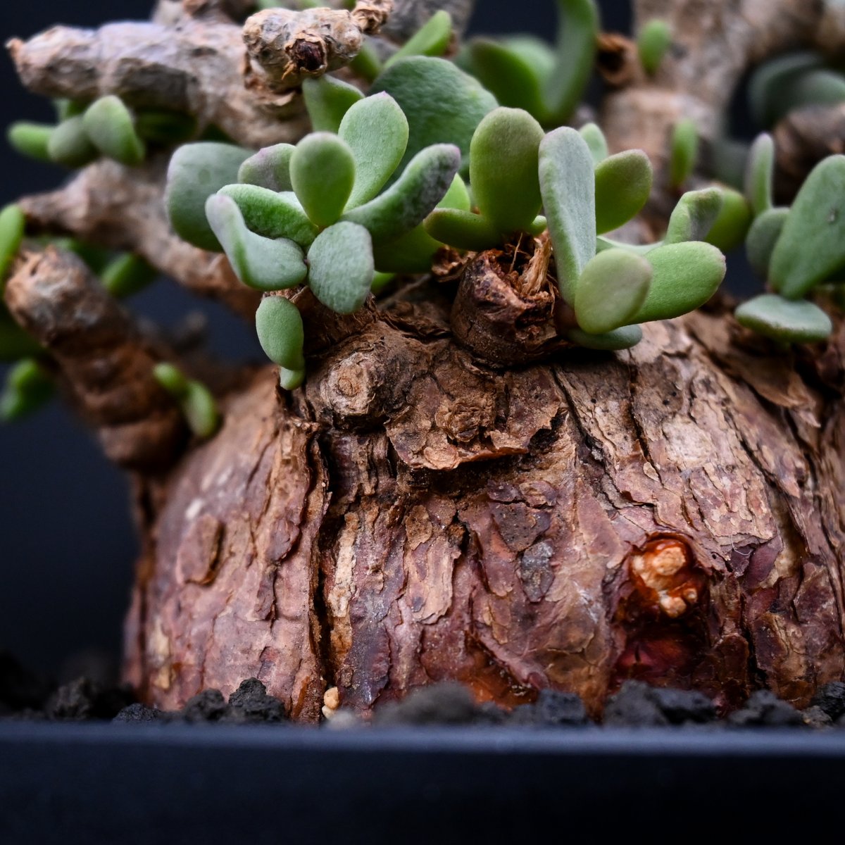 Ceraria pygmaea×N/OH　ケラリア ピグマエア　　発根済み 楽天市場】