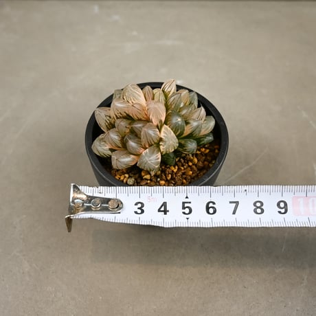 Haworthia cooperi var. truncata 'Black Obtusa' f. variegata / ハオルチア ブラック オブツーサ 錦