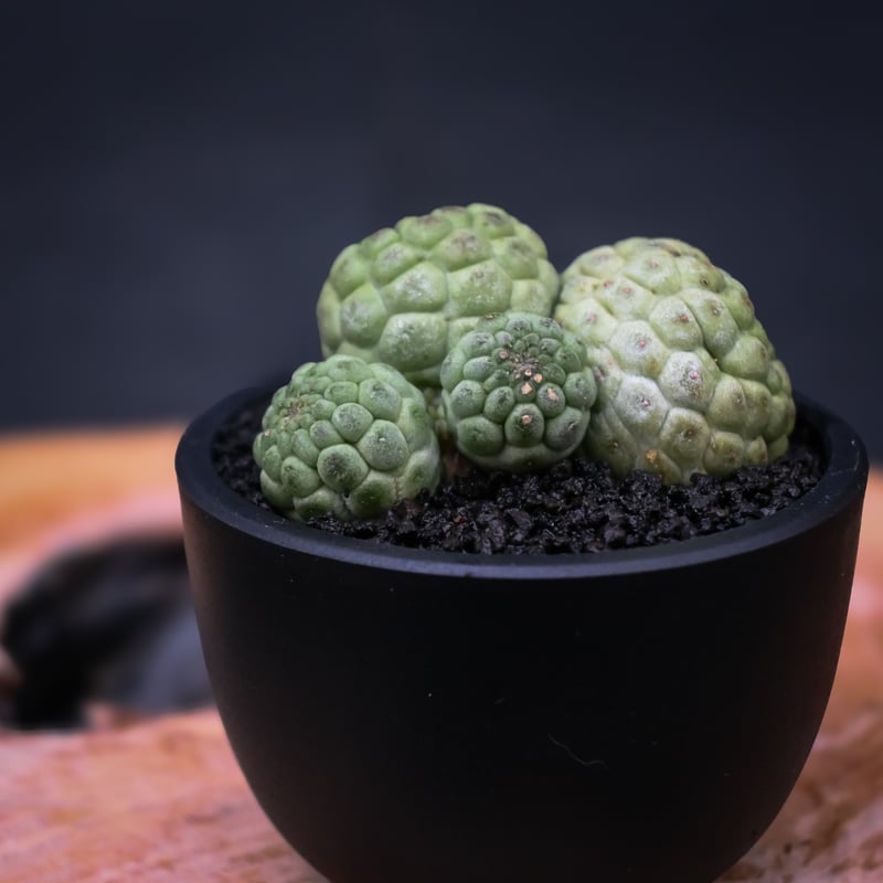 Larryleachia cactiformis / ラリレアキア カクティフォルメ 仏頭玉【