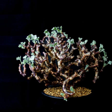 Pelargonium mirabile / ペラルゴニウム ミラビレ (微発根)