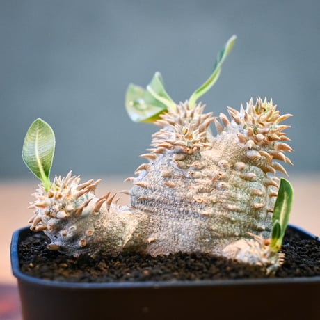 Pachypodium ' Densicaule ' / パキポディウム デンシカウレ 恵比寿大黒 (恵比須大黒)【微発根】