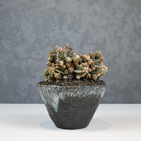 Astrophytum myriostigma f. monstrosa / アストロフィツム 子吹き鸞鳳玉 石化 (モンストローサ) (ランポー)【実生】 + 信楽焼