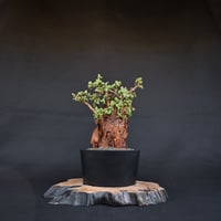 [雄株]  Ceraria pygmaea / ケラリア ピグマエア 【発根済】