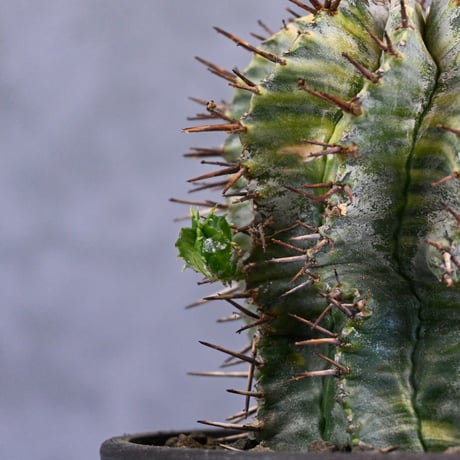 Euphorbia horrida variegated / ユーフォルビア ホリダ 錦 (斑入り) 【発根済】
