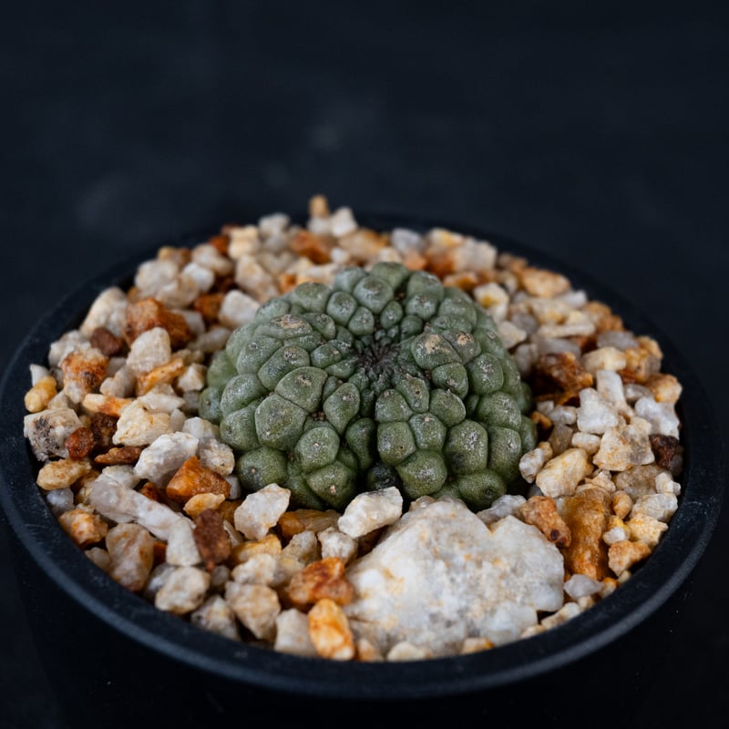 Larryleachia cactiformis / ラリレアキア カクティフォルメ 仏