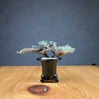 Monsonia multifida  (Sarcocaulon multifidum) / モンソニア ムルチフィダ (サルコカウロン ムルチフィズム) 【発根済】  + 万年青鉢