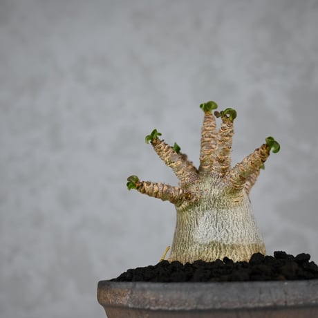 Adenium arabicum 'D.H.A.' / アデニウム アラビカム 獅子葉  【発根済】+ 信楽焼