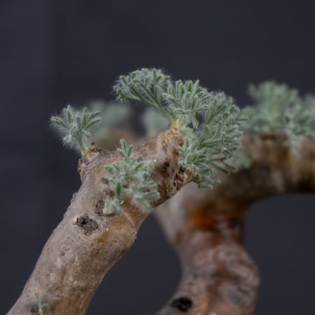 Monsonia multifida  (Sarcocaulon multifidum) / モンソニア ムルチフィダ (サルコカウロン ムルチフィズム) 【微発根】
