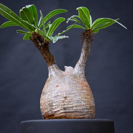 【Premium Line】 Pachypodium rosulatum var. gracilius / パキポディウム グラキリス 【発根済】 + 利休 -RIKYU- 【QUTOTEN.】