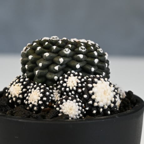 Copiapoa tenuissima / コピアポア テヌイシマ 【実生】