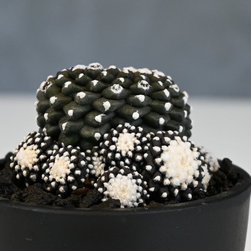Copiapoa tenuissima / コピアポア テヌイシマ 【実生】 | GREEN Copiapoa tenuissima / コピアポア テヌイシマ 【実生】 | GREEN