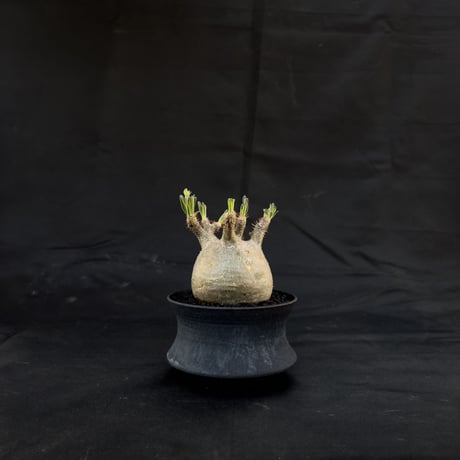 【Premium Line】 Pachypodium rosulatum var. gracilius / パキポディウム グラキリス 【微発根】+ 黒鉄【KUROGANE】