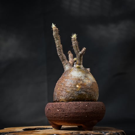 Pachypodium rosulatum var. gracilius / パキポディウム グラキリス 【微発根】