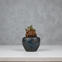 Ceraria pygmaea / ケラリア ピグマエア 【発根済】+ 信楽焼