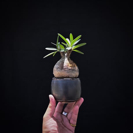 【Premium Line】 Pachypodium rosulatum var. gracilius / パキポディウム グラキリス 【発根済】 + Vintage 【後藤 瑞葉】