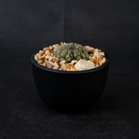 Larryleachia cactiformis / ラリレアキア カクティフォルメ 仏頭玉【発根済】