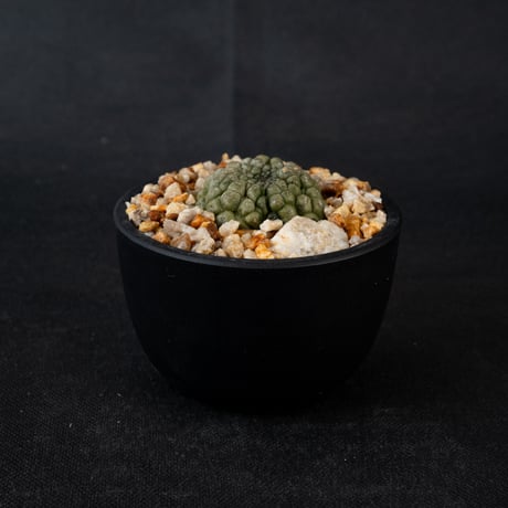 Larryleachia cactiformis / ラリレアキア カクティフォルメ 仏頭玉【発根済】