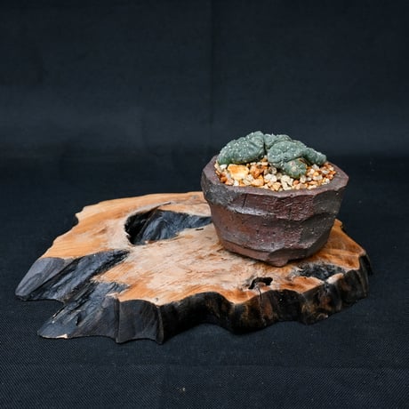 Lophophora williamsii / ロフォフォラ ウィリアムシー 鳥羽玉 【実生】