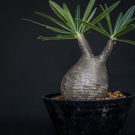 Pachypodium rosulatum var. gracilius / パキポディウム グラキリス 【発根済】