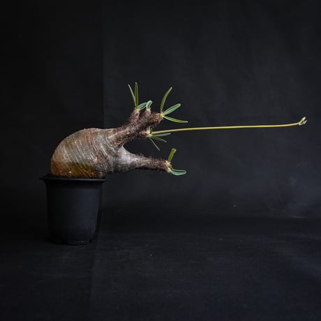 Pachypodium rosulatum var. gracilius / パキポディウム グラキリス 【発根済】