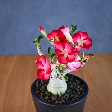 Adenium ' Medusa ' / アデニウム メデューサ 獅子葉 【発根済】