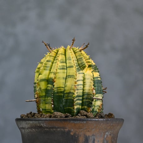 Euphorbia obesa hyb ’ Bonten ’ variegated / ユーフォルビア オベサ 丹天 錦 斑入り 【発根済】 + 信楽焼