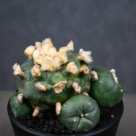 Lophophora diffusa / ロフォフォラ ディフューサ 翠冠玉