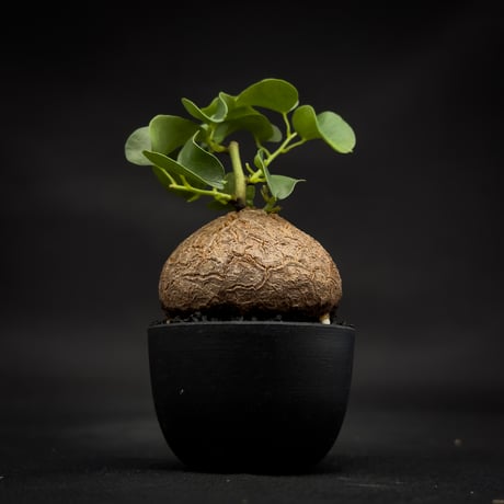 Dioscorea elephantipes / ディオスコレア エレファンティペス【 アフリカ 亀甲竜 】