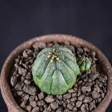 Euphorbia obesa hyb ’ Bonten ’ f. monstrosa  / ユーフォルビア オベサ 梵天 石化 【実生】 + 信楽焼