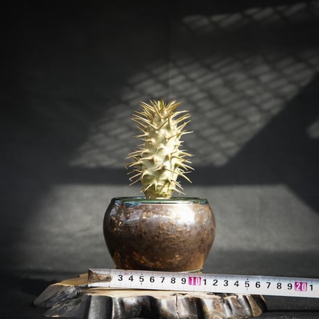 【Premium Line】 Pachypodium ambongense / パキポディウム アンボンゲンセ 【微発根】 + Vintage 【後藤 瑞葉】