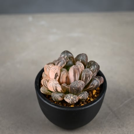 Haworthia cooperi var. truncata 'Maihime' / ハオルチア 特ダルマ型 オブツーサ 錦 舞姫