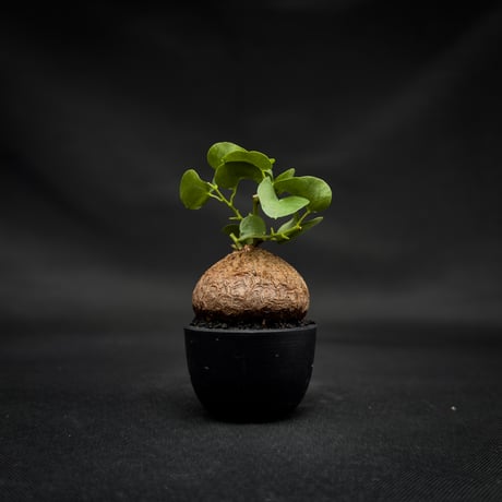 Dioscorea elephantipes / ディオスコレア エレファンティペス【 アフリカ 亀甲竜 】