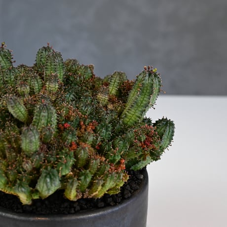 Euphorbia horrida f.monstrosa ' varietas ' / ユーフォルビア ホリダ 石化 (モンストローサ) 変異種 紅葉【実生】+ 信楽焼
