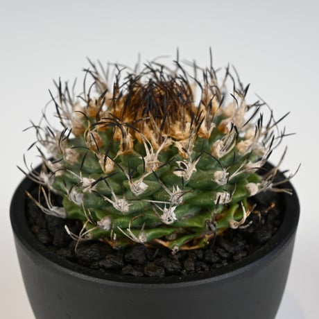 Turbinicarpus alonsoi / ツルビニカルプス アロンソイ 【実生】