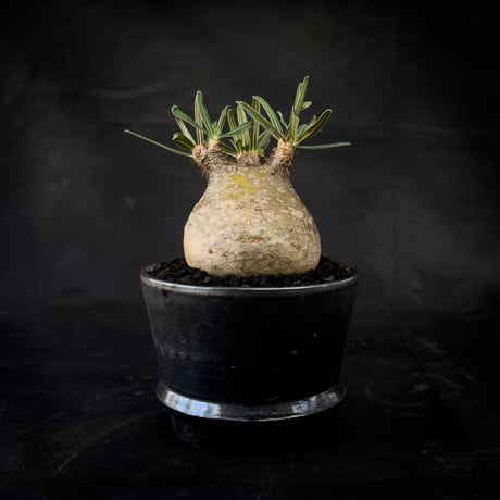 【Premium Line】 Pachypodium rosulatum var. gracilius / パキポディウム グラキリス 【微発根】+  MANGAN