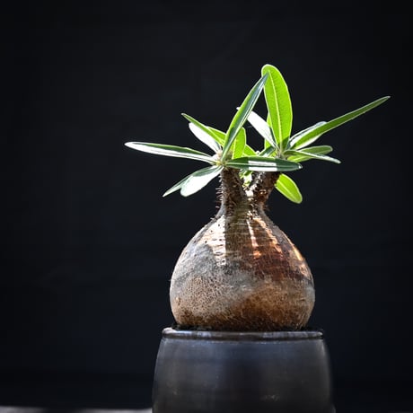 【Premium Line】 Pachypodium rosulatum var. gracilius / パキポディウム グラキリス 【発根済】 + Vintage 【後藤 瑞葉】