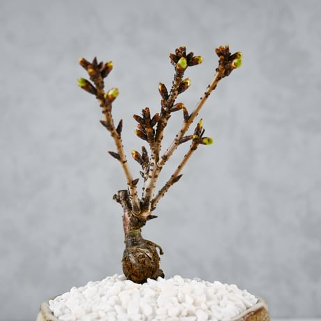 【桜盆栽】 Cerasus serrulata 'Asahiyama' / サクラ '旭山' (朝日山) / アサヒヤマ + 信楽焼