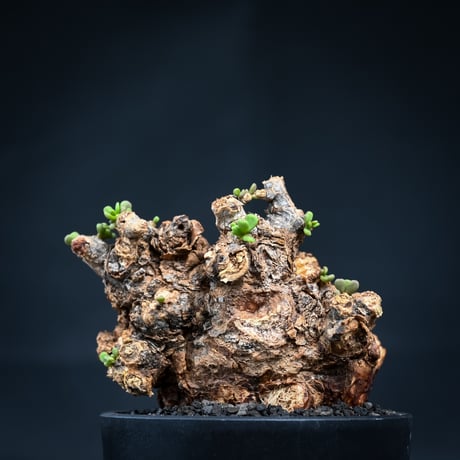 Ceraria pygmaea / ケラリア ピグマエア 【微発根】 [雌雄未判別]