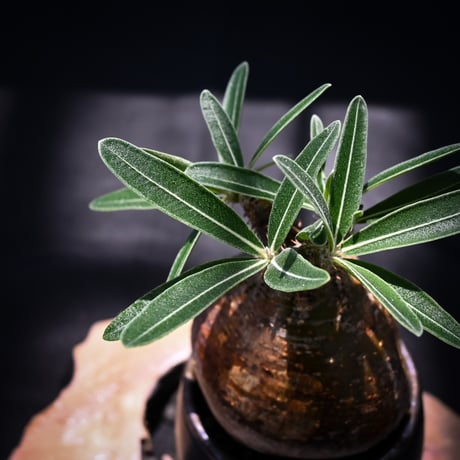 【Premium Line】 Pachypodium rosulatum var. gracilius / パキポディウム グラキリス 【発根済】 + Vintage 【後藤 瑞葉】
