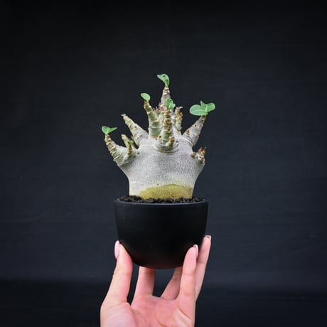 Adenium arabicum super dwarf / アデニウム アラビカム スーパードワーフ【微発根】