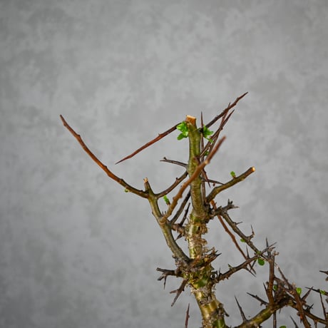 Commiphora myrrha / コミフォラ ミルラ 【微発根】